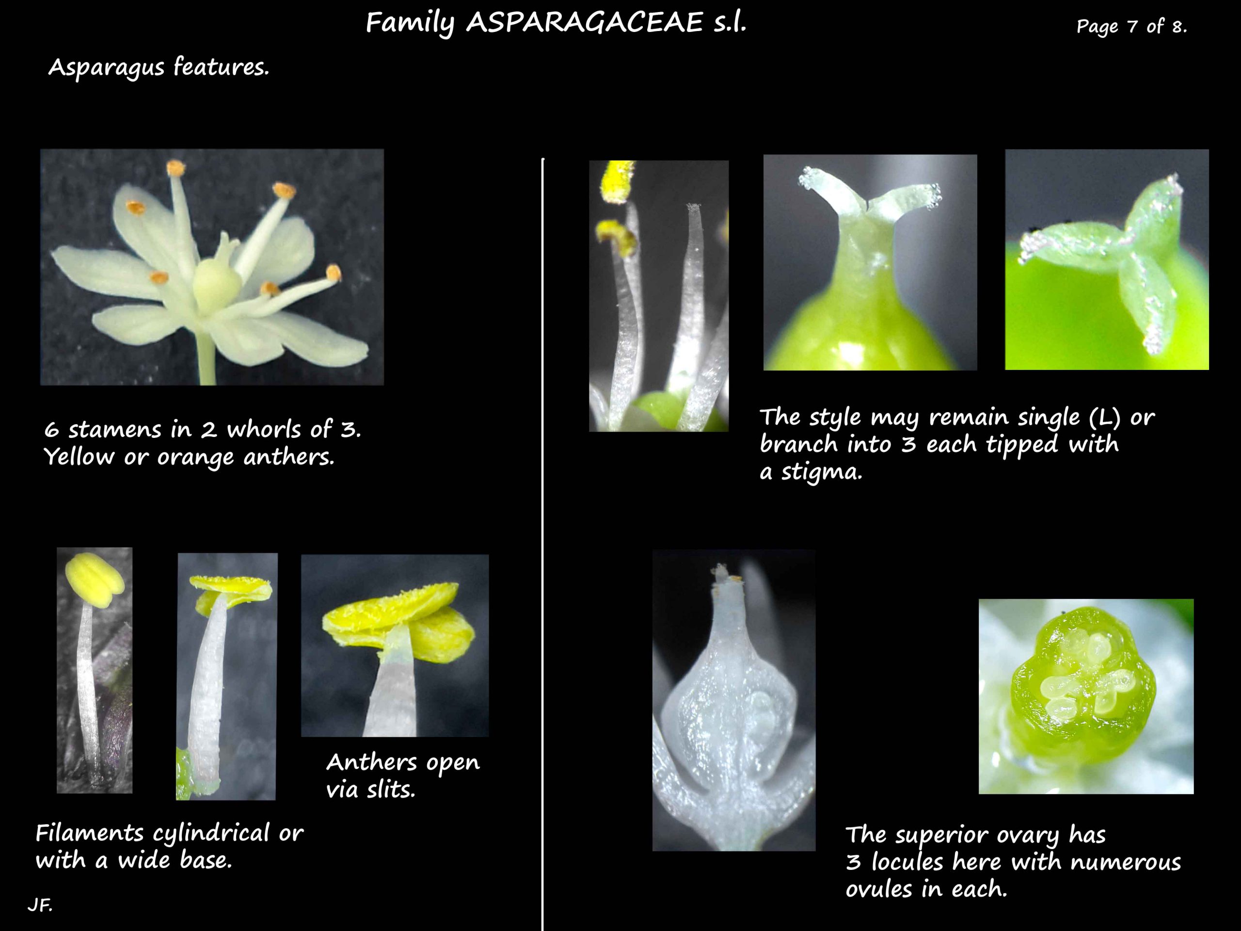 7 Asparagus stamens & carpels